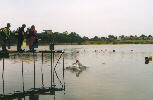 Diving Jetty